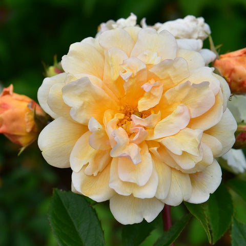 Large cream rose bloom with golden-orange center and layered petals with buds
