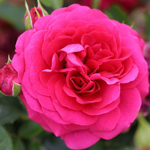 Hot pink rose bloom with layered petals and visible center