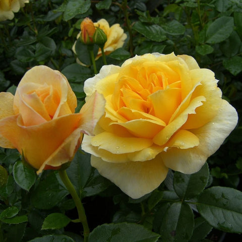 Togmeister yellow rose with layered petals and green leaves