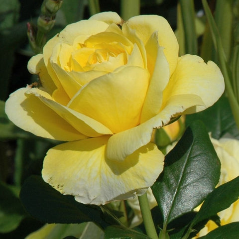 Togmeister pale yellow rose bloom on a stem with glossy green leaves