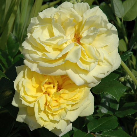 Togmeister cream-yellow rose flowers with ruffled layered petals