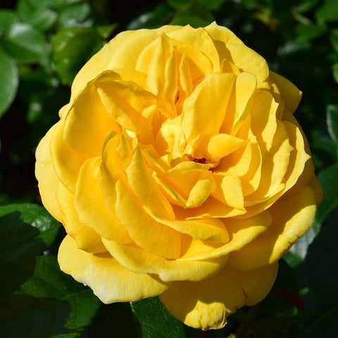 Togmeister bright yellow rose bloom with layered petals and green foliage