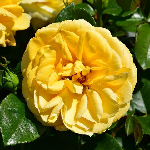 Togmeister golden-yellow rose with open layered petals and green leaves