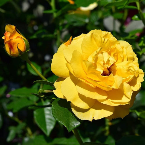 Togmeister yellow rose cluster with one bud and glossy green leaves