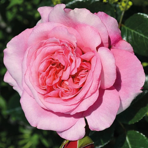 Pink double rose bloom with layered petals and green leaves