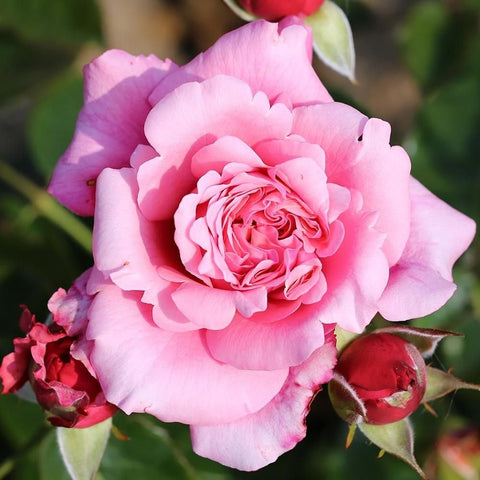 Light pink rose with scalloped petals, buds, and green stems