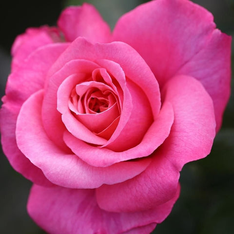 Magenta-pink rose bloom with spiral center and velvety petals