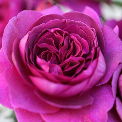 Close view of purple double rose with tightly packed ruffled petals