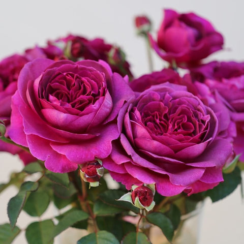 Bouquet of purple double roses on stems with green leaves and pink buds