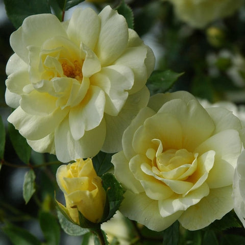 Tall Story rose blooms, pale yellow and cream, double petals on leafy stems