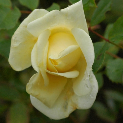 Tall Story rose bud and bloom, soft pale yellow, layered petals