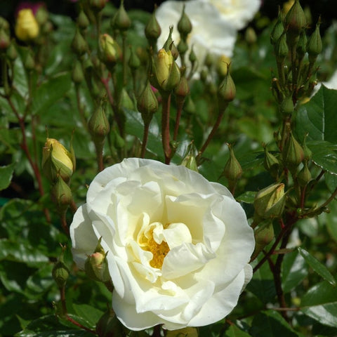 Tall Story rose flower on branch, white petals with pale yellow center