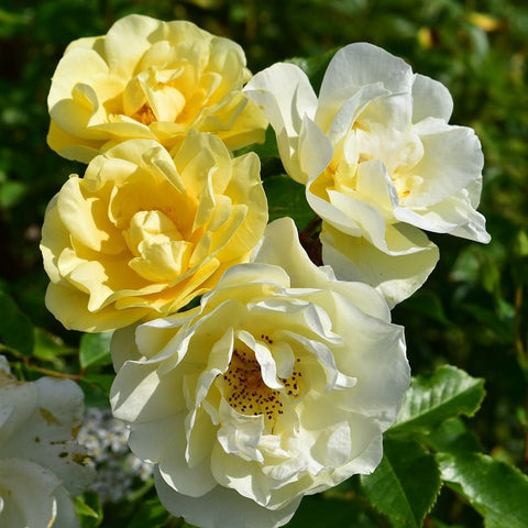 Tall Story rose cluster, bright yellow and white double blossoms with visible centers