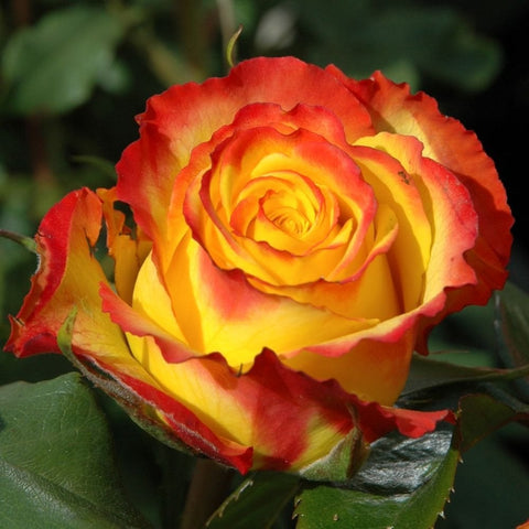 Tequila Sunrise rose bloom with red and yellow petals