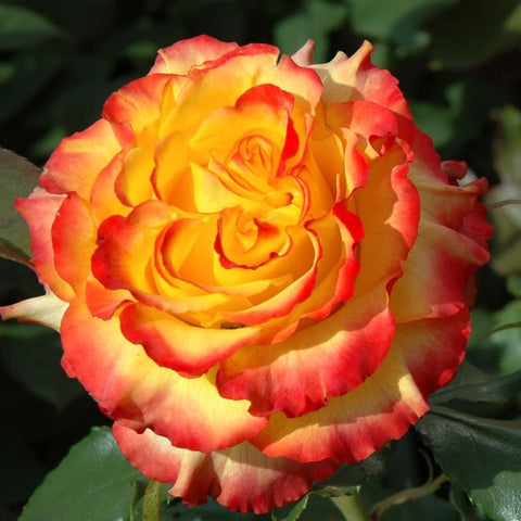 Red-and-yellow rose bloom with layered petals