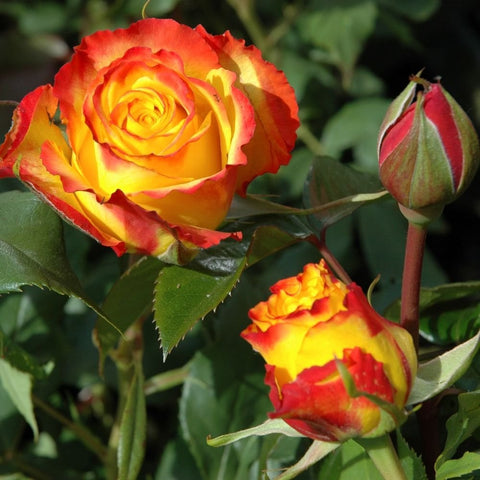 Rose plant with red-and-yellow blooms and green buds