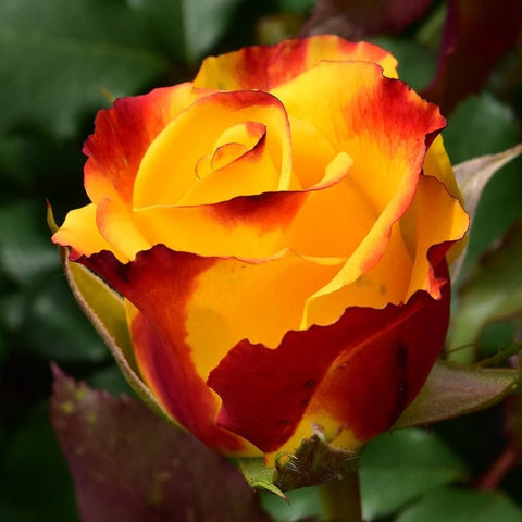 Single red-and-yellow rose flower, angled close-up