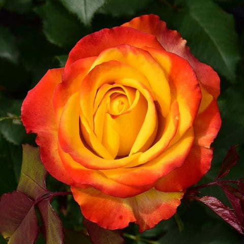 Red-and-yellow rose bloom with lush yellow center
