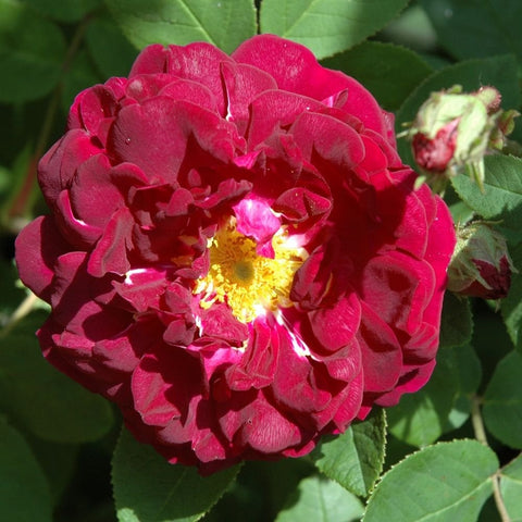 Red double rose bloom with bright yellow stamens, close-up