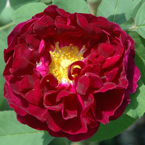 Dark red rose bloom with curled petals and yellow center, centered close view