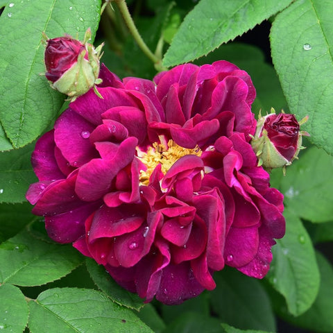 Magenta-red rose with yellow stamens and green leaves, plus a bud on stem