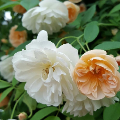 Climbing rose plant with white double blooms and peach centers, green leaves