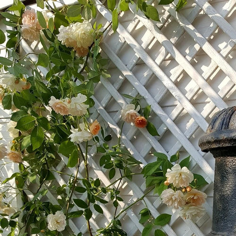 Climbing rose vine with pale peach and white blossoms on green leaves
