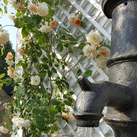 Rose vine with white and light peach double flowers, climbing around dark metal post