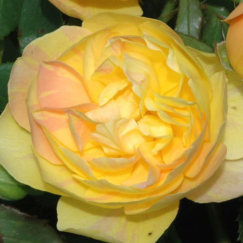 Thumbs Up rose bloom with bright yellow and peach petals, tight layered rosette