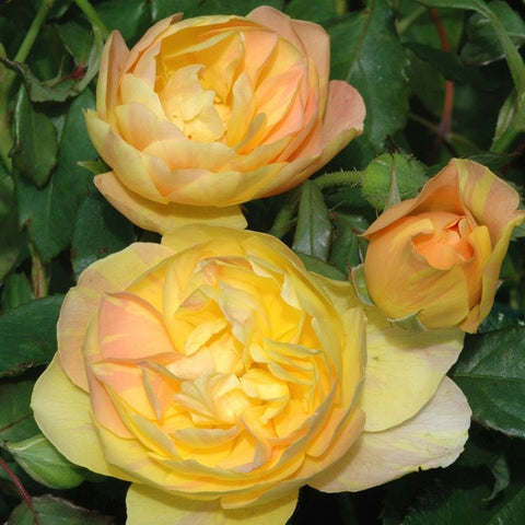 Thumbs Up rose cluster with peach-gold blooms and creamy petals, three flowers