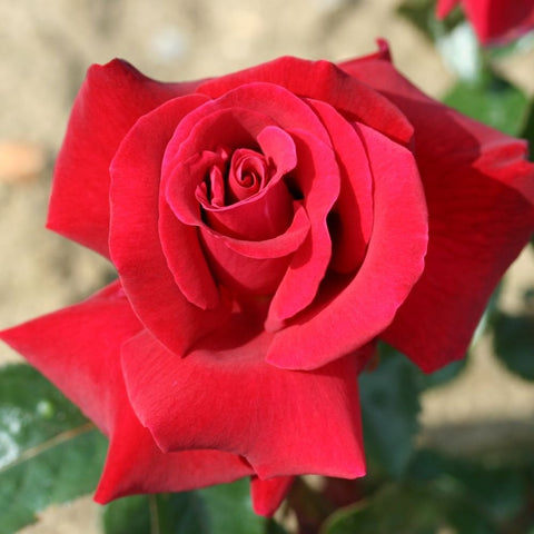 Red rose bloom close-up with layered petals and green leaves