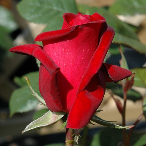 Red rose bud and open petals on green stems with surrounding leaves