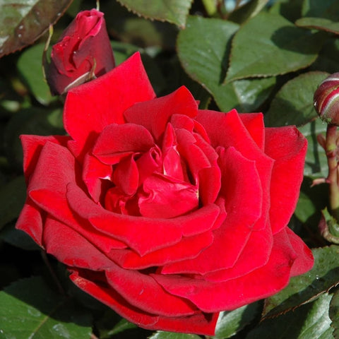Deep red double rose bloom with layered petals and green foliage