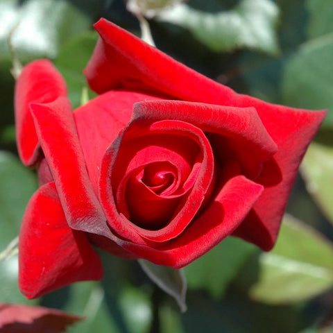 Red rose flower with curled spiral center and green leaves
