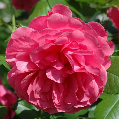 Bright pink double rose flower with ruffled layered petals and green foliage