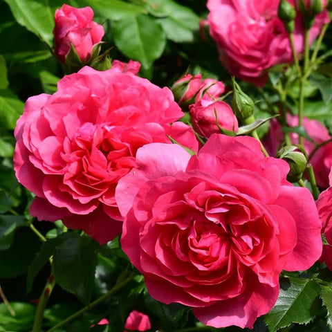 Pink double rose blossom with layered petals and green leaves on stems