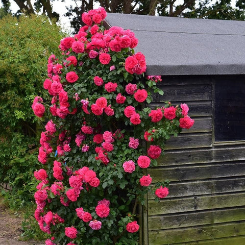 Pink rose shrub with many double blooms and leafy branches against a fence