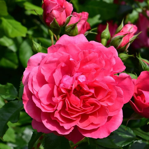 Pink rose bloom with buds nearby and glossy green leaves on the stem
