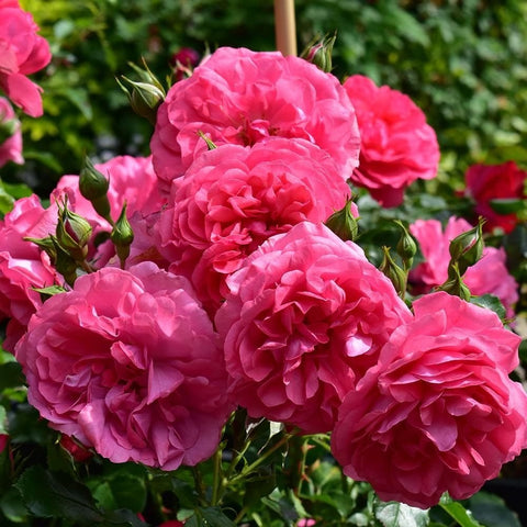 Cluster of pink double roses with buds on green stems and leaves