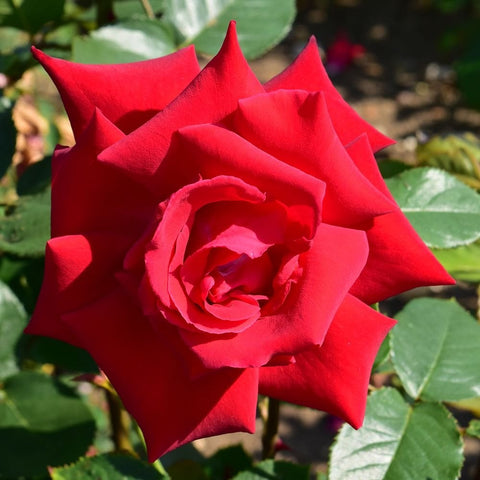 Uncle Walter red rose bloom with layered petals and curled center