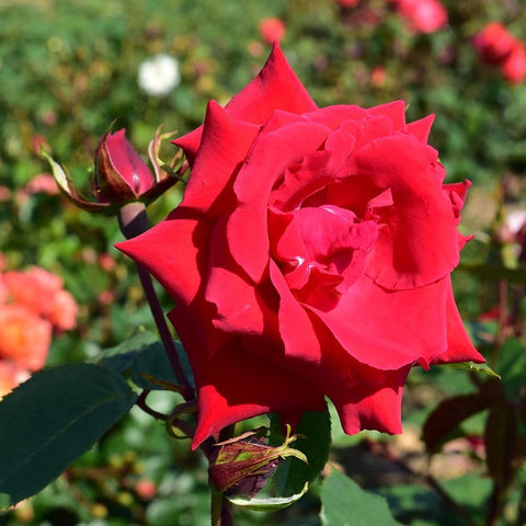 Red rose bloom on green stems with unopened buds and leaf