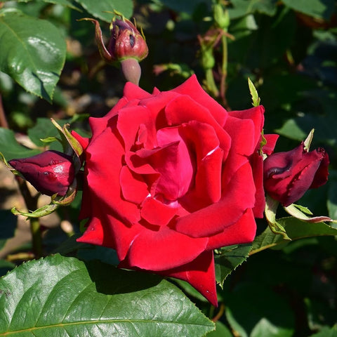 Red rose flower with green leaves and a nearby bud on stem