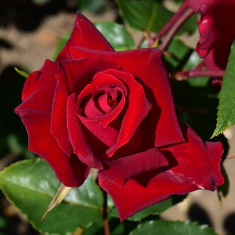 Two red rose blooms with layered petals and surrounding green leaves