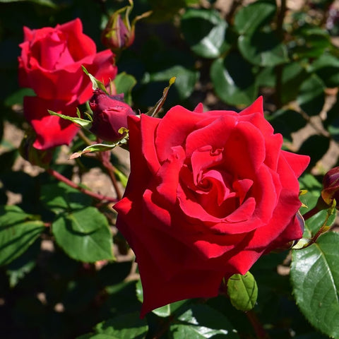 Red rose bloom on branching stems with small buds and green leaves