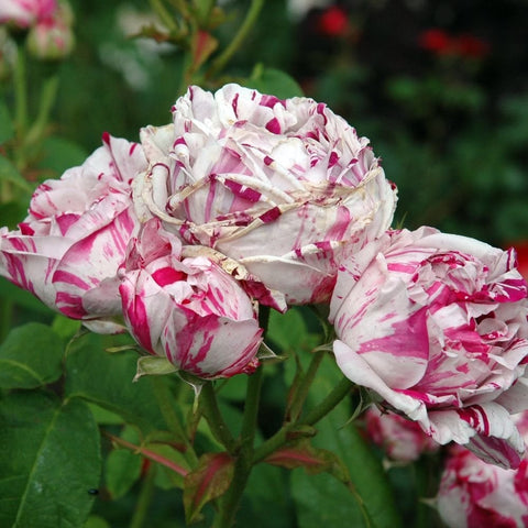 Rose flowers on green stems: white petals with magenta patches and streaks