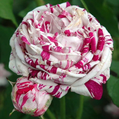 Close-up rose flower with cream-white petals and bold magenta striping