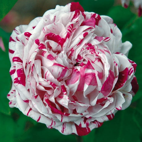 Variegated rose bloom with white petals and vivid magenta streaks, tightly layered