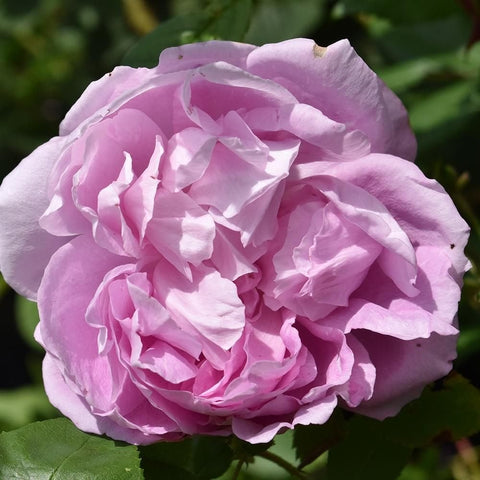 Pink rose bloom close-up with layered petals