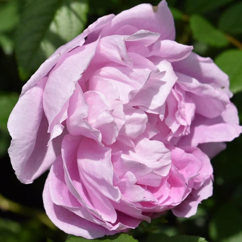 Light pink rose bloom with ruffled petals