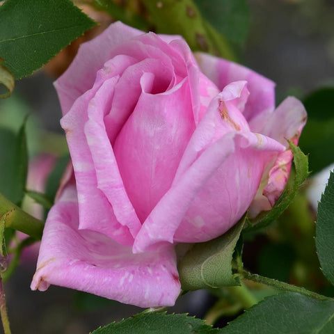 Pink rose with green leaves and buds